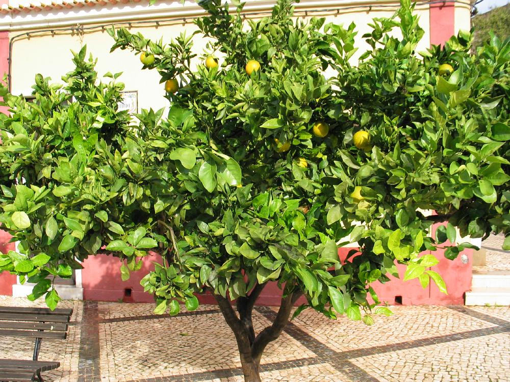 Citrus paradisi macf